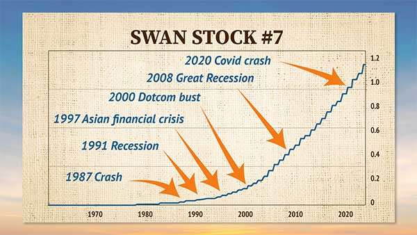 swan-stock7.jpg